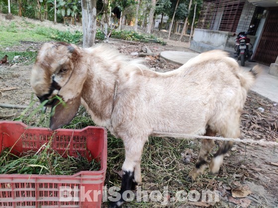 তোতাপুরি পাঠা ছাগল